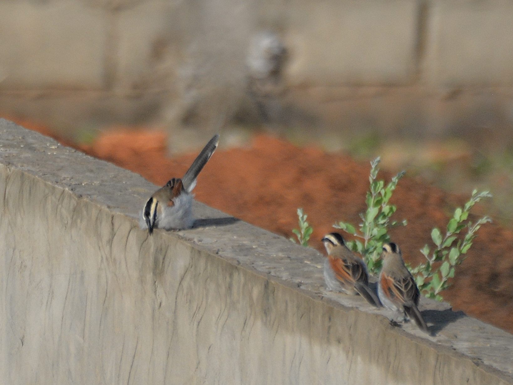 Tchagras à tête noire (Black-crowned tchagra, Tchagra senegalus), mâle paradant devant 2 femelles attirées par son chant nuptial mélancolique, Brousse de Somone.